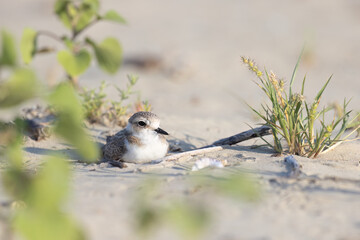 Wader or shorebid, bird on the beach, kentish plover  (Charadrius alexandrinus).