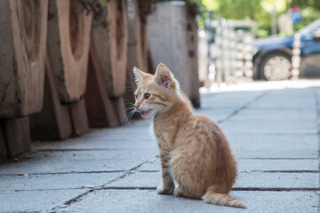 Adorable little stray kitten on street  closeup