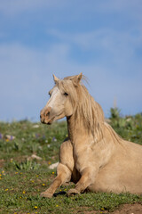 Obraz na płótnie Canvas Wild Horse in the Pryor Mountains Wild Horse Range Montana in Summer