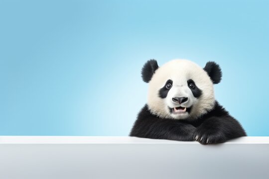 Pands smiling on blue minimalistic background. AI generated