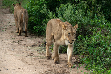 lion, femelle, lionne, Panthera leo, Afrique
