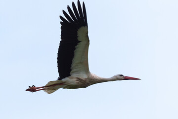 Cigogne blanche,. Ciconia ciconia, White Stork