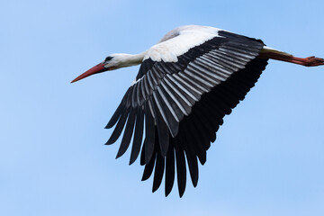 Cigogne blanche,. Ciconia ciconia, White Stork