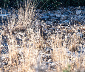 Fototapeta premium European rock partridge in natural conditions in the steppe zone of the island of Crete in summer