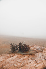 Dried pine cones laying on logs at a dry meadow Misty morning at Thung Salaeng Luang National Park, Phitsanulok Province, Thailand