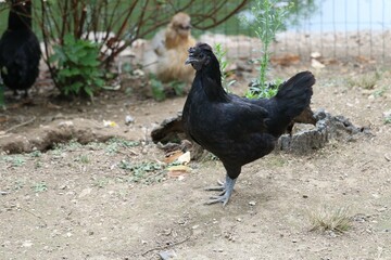 Ayam cemani