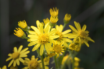 Wild golden ragwort