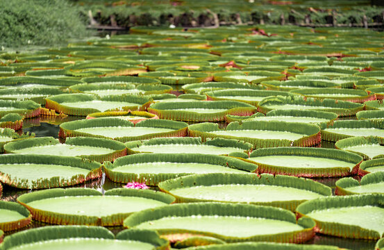 Close up to big LEAF of Lily Lotus in the poud swamp at outdoor field.