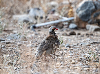 European rock partridge in natural conditions in the steppe zone of the island of Crete in summer
