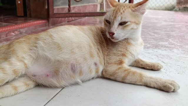 a pregnant yellow domestic cat is lying on the floor of the terrace of the house