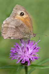 A meadow brown butterfly pollenating a plant on a warm sunny day.