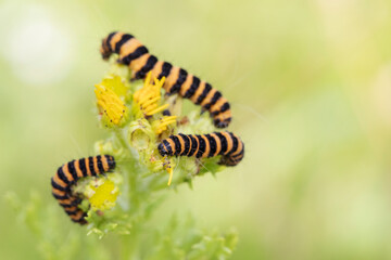 Close up of colourful yellow and black striped caterpillars eating leaves from a plant.