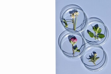 Petri dishes with various kinds of herbs. Phytotherapy, herbal medicine. Laboratory research. Copy space for text