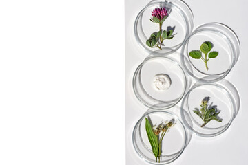 Petri dishes with various kinds of herbs and cosmetic product sample. Phytotherapy, herbal...
