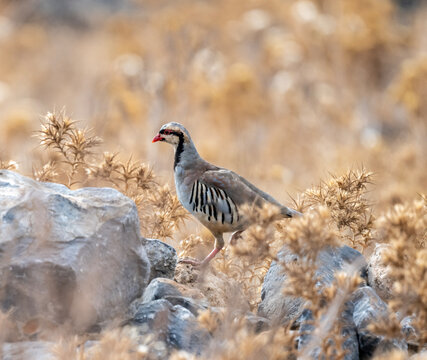European rock partridge in natural conditions in the steppe zone of the island of Crete in summer