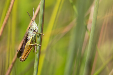 A macro photograph of a meadow grasshopper in a meadow in Derbyshire, England.