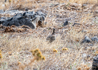 European rock partridge in natural conditions in the steppe zone of the island of Crete in summer