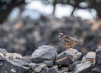 European rock partridge in natural conditions in the steppe zone of the island of Crete in summer