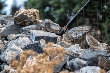 European rock partridge in natural conditions in the steppe zone of the island of Crete in summer