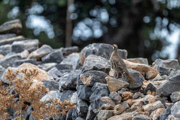 European rock partridge in natural conditions in the steppe zone of the island of Crete in summer