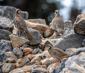 European rock partridge in natural conditions in the steppe zone of the island of Crete in summer