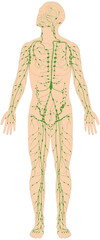 Infografik Lehrmaterial: Lymphgefäßsystem des Menschen - Lymphsystem