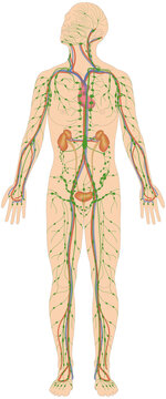 Infografik Lehrmaterial: Lymphgefäßsystem des Menschen - Lymphsystem Blutkreislauf Herz Nieren Harnorgane