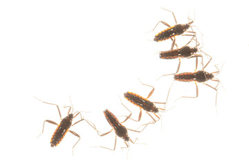 Insects photographed through glass with the use of a flash to show their transparent bodies.