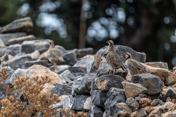 European rock partridge in natural conditions in the steppe zone of the island of Crete in summer