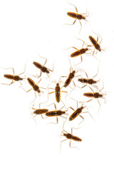 Insects photographed through glass with the use of a flash to show their transparent bodies.