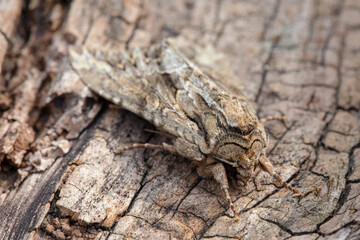 A moth rests on the bark of a tree using its natural colour for camouflage.