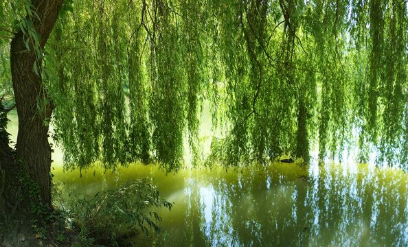 Green lake and tree with long branches and reflection