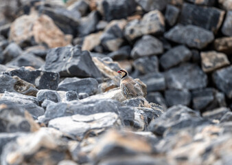 European rock partridge in natural conditions in the steppe zone of the island of Crete in summer