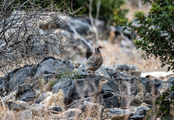 European rock partridge in natural conditions in the steppe zone of the island of Crete in summer