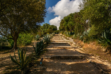 Dirt stairway with beautiful giant agaves