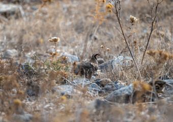 European rock partridge in natural conditions in the steppe zone of the island of Crete in summer