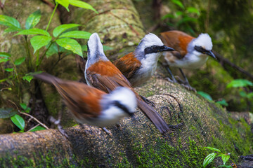 White-crested Laughing Thrush,(Garrulax leucolophus), on the  tree branch.