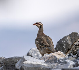 European rock partridge in natural conditions in the steppe zone of the island of Crete in summer