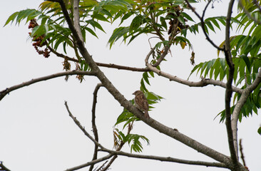 bird on a branch