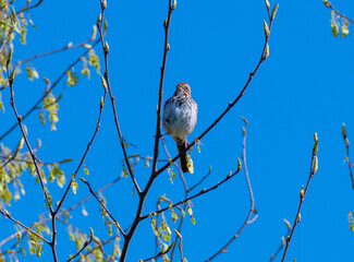 bird on a branch