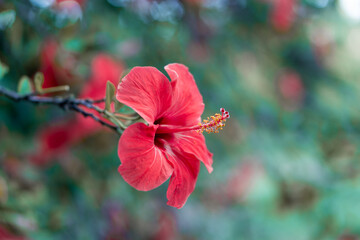 Red hibiscus flower on a teal leaves bokeh background 
