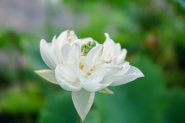 White flower in a botanical garden with a green bokeh background