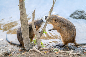 nutria are playing on the river coast
