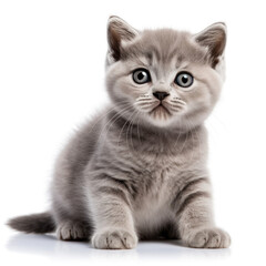Obraz premium Cute little kitten in front of a white background (AI Generated) 