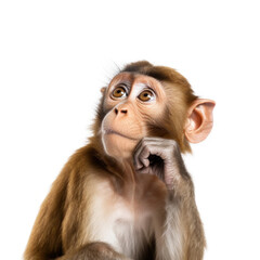 Cute little monkey in front of a white background (AI Generated) 