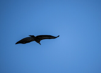 Obraz premium griffon vulture in natural conditions in flight against the blue sky of the island of Crete in summer