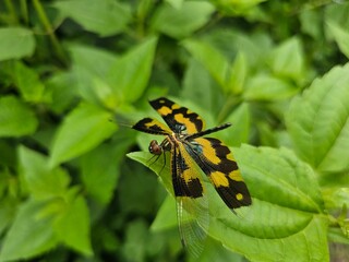 A yellow and black color spotted dragonfly sits on a green leaf.