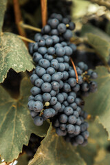 Bunches of red wine grapes on vineyards in autumn.