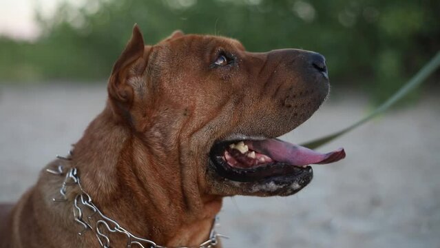 Portrait of metis staffordshire terrier and sharpei having walk outdoors in sandy park