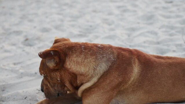 Portrait of metis staffordshire terrier and sharpei having walk outdoors in sandy park